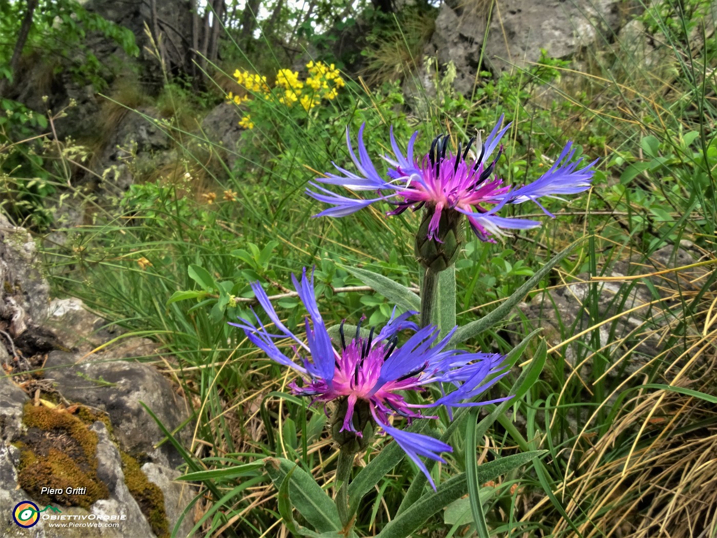 47 Centaurea montana (Fiordaliso montano).JPG